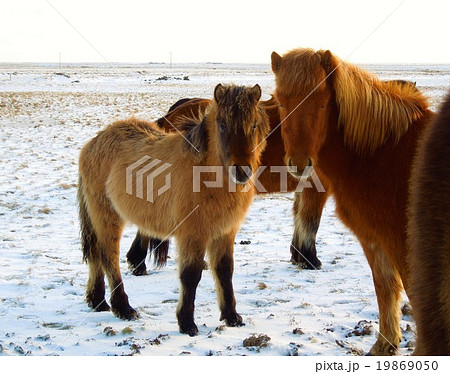 アイスランディックホース アイスランディックホース 19869050