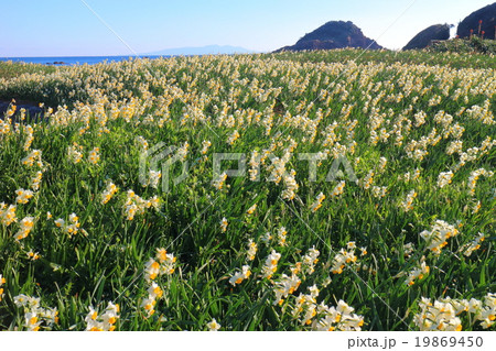 伊豆下田水仙まつりの写真素材 伊豆下田水仙まつりの写真素材