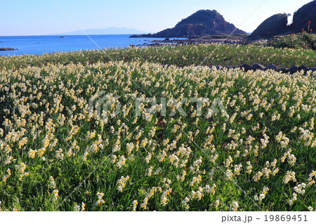 伊豆下田水仙まつりの写真素材