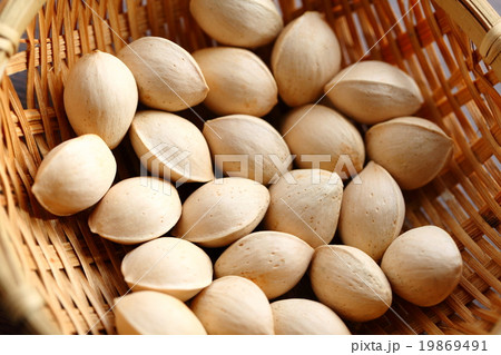 ギンナン ギンナン 19869491