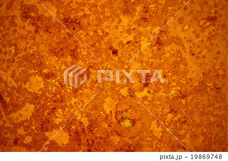 大理石とアンモナイト 19869748