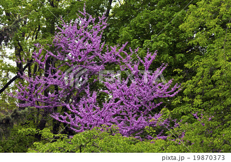 Judas tree Judas tree 19870373