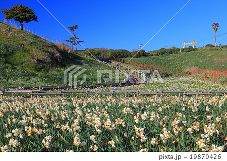 伊豆下田水仙まつり 19870426