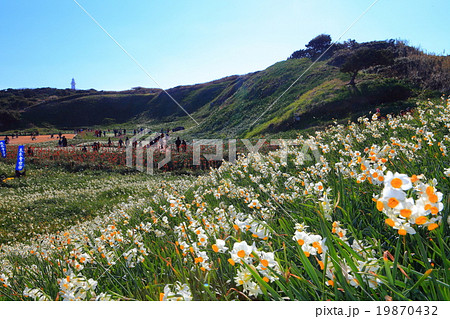 伊豆下田水仙まつりの写真素材
