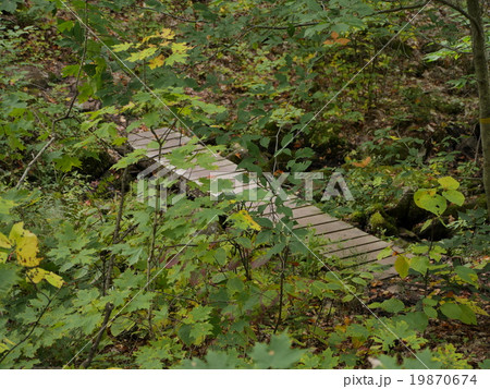 カナダのアルゴンキン州立公園のトレイルにかかる橋 19870674
