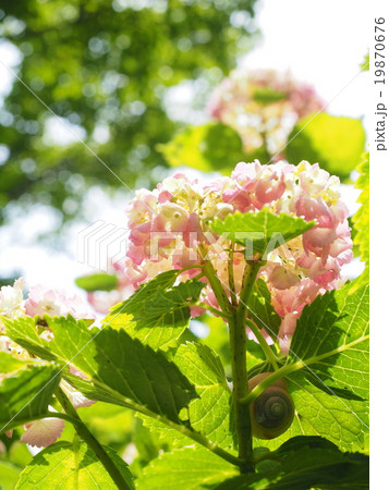 アジサイとカタツムリ アジサイとカタツムリ 19870676