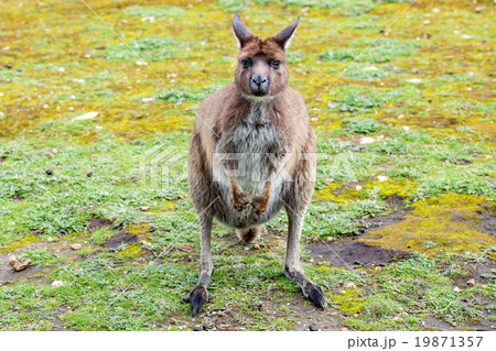 Puzzled kangaroo portrait close up portrait Puzzled kangaroo portrait close up portrait 19871357