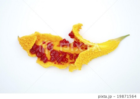 熟れたゴーヤー 19871564