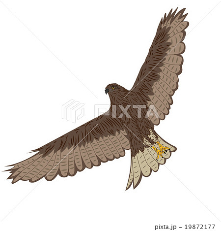 タカのイラスト素材