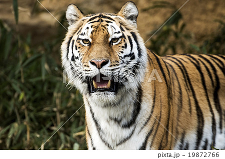 アムールトラ 19872766