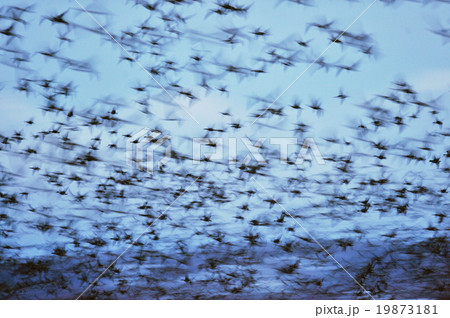 マガンの流し撮り 19873181