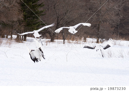 丹頂鶴 19873230