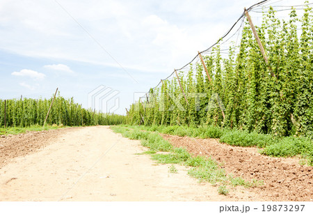 hops garden, Czech Republci 19873297