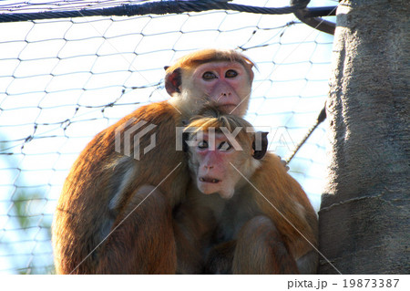 トクモンキー 19873387