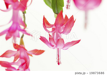 detail of Christmas cactus 19873686