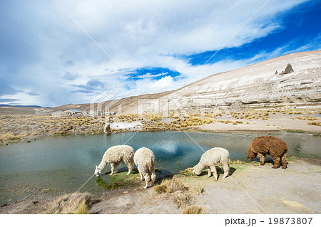 lamas lamas 19873807
