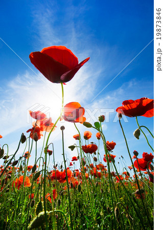 Poppy Flowers 19873846