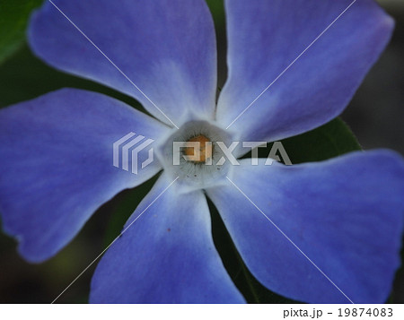 ツルニチニチソウの花 ツルニチニチソウの花 19874083