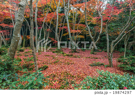 晩秋の祇王寺 晩秋の祇王寺 19874297