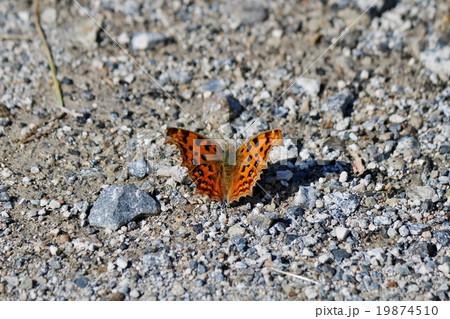 キタテハ 19874510