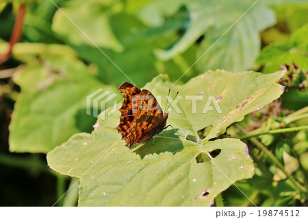 キタテハ 19874512