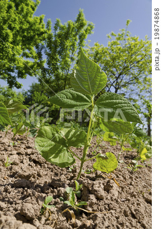 Young stalks of a string bean in the garden 19874868