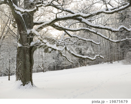 Winter Oak in Finland 19875679