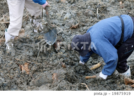 レンコン収穫 レンコン収穫 19875919