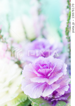 葉牡丹 葉牡丹 19876170