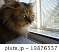 窓辺の猫 19876537