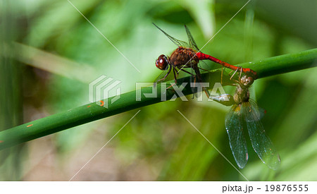 A pair of mating Meadowhawk dragonflies.  19876555