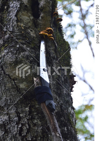 高い木のキノコを採る（薬師岳・南麓／新潟県妙高市） 19877190