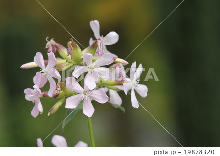 ソープワート 19878320