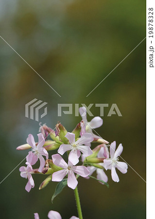 ソープワート 19878328