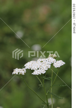 コモンヤロウ 19878330