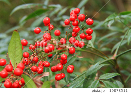 南天の実 19878511