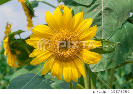 beautiful sunflower in the garden - Helianthus ann 19878566