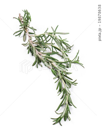 Twig of rosemary. Twig of rosemary. 19878638