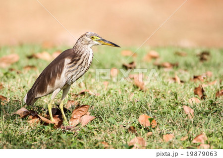 Chinese Pond Heron (Ardeola Bacchus), Bird. 19879063