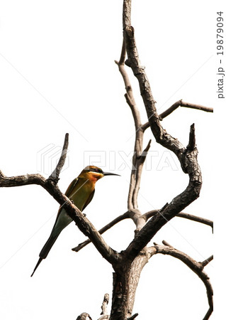 Blue-tailed Bee-eater (Merops Philippinus), Bird. Blue-tailed Bee-eater (Merops Philippinus), Bird. 19879094