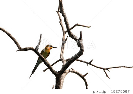 Blue-tailed Bee-eater (Merops Philippinus), Bird. Blue-tailed Bee-eater (Merops Philippinus), Bird. 19879097