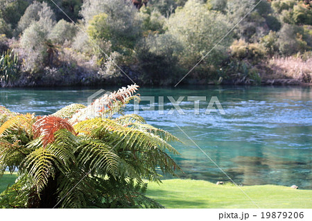 シダとワイカト川 19879206