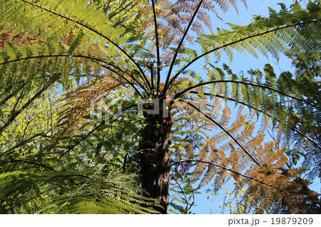 大シダを見上げる 19879209