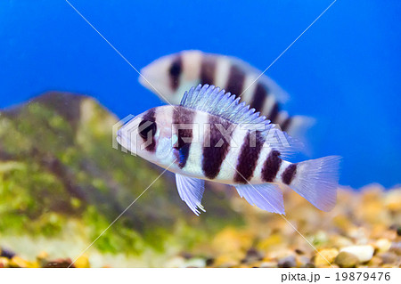 Aquarium fish Aquarium fish 19879476