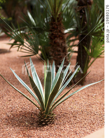 Jardin Majorelle 19880176