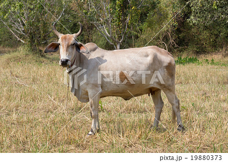 cow 19880373