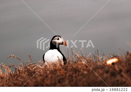 Puffin 19881222