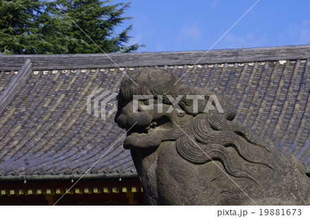 浅草神社の狛犬 19881673