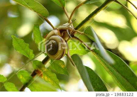 生き物　巻貝　ナミマイマイ、京阪神地域で最も普通に見られる大型のカタツムリ。個体変異は大きいようです 19883122