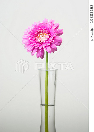 ガーベラの花 19883162